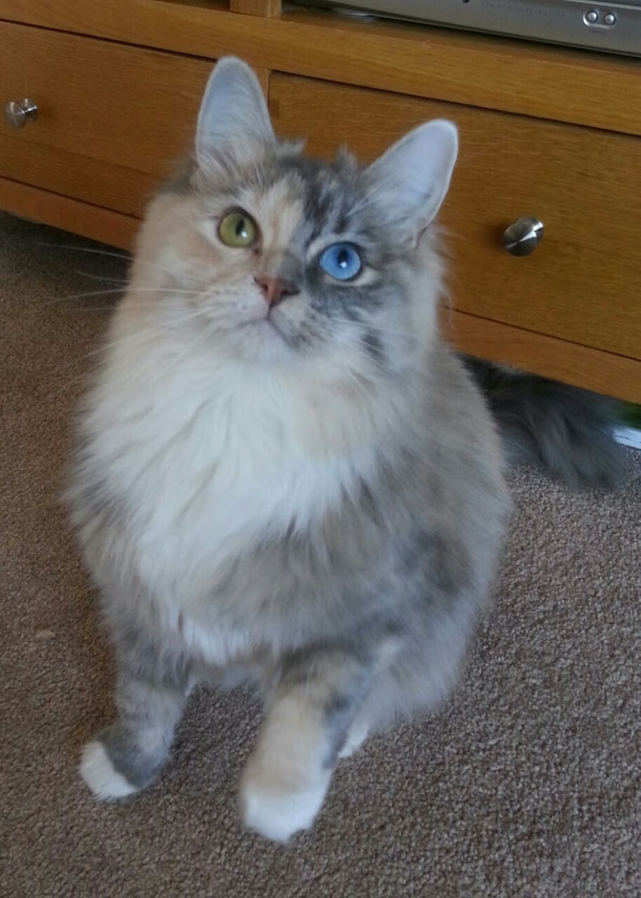 _温暖瞬间：运动员赛后帮助对手站起来_，运动员受伤后继续比赛的精神