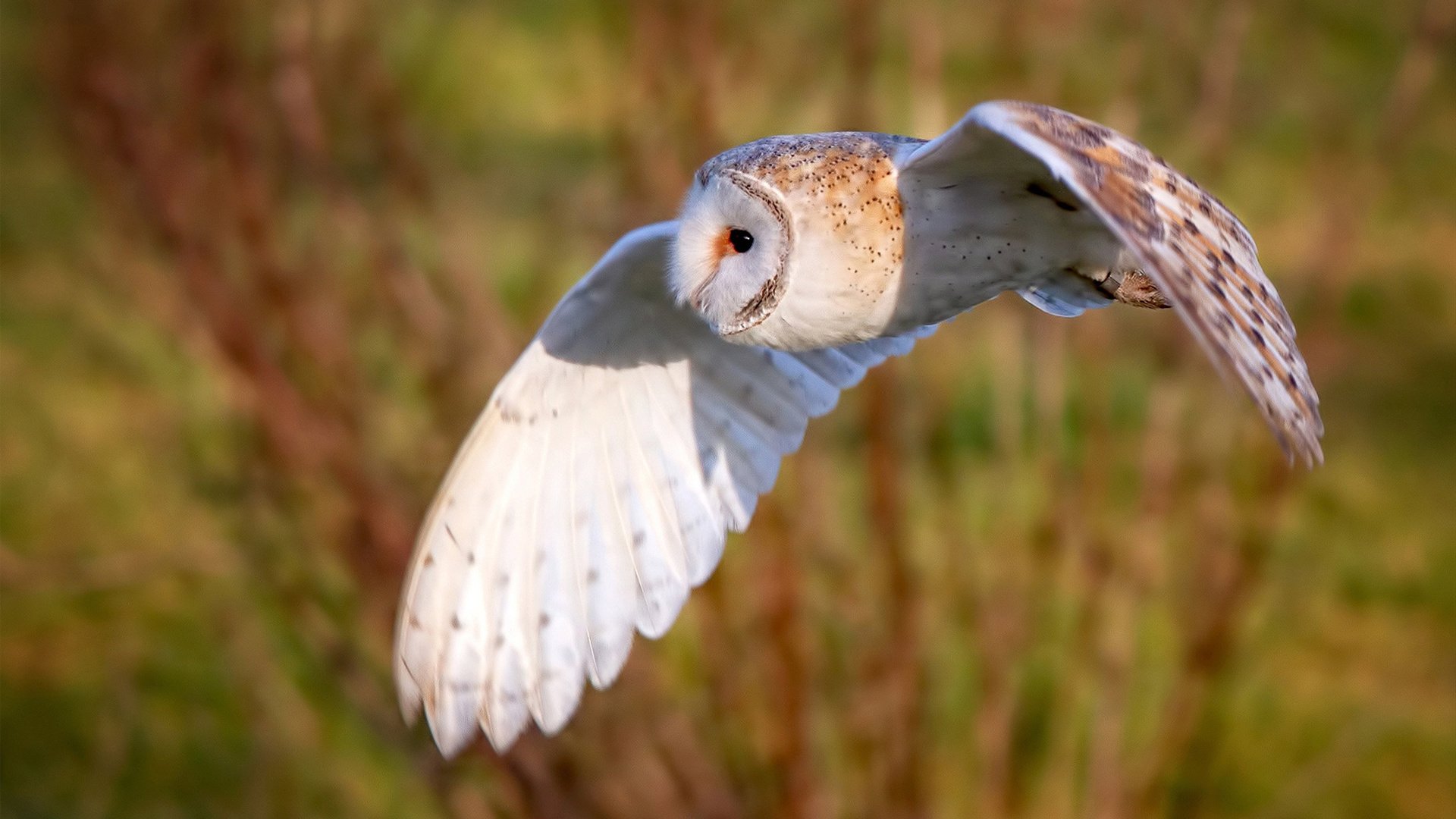 _老将带领奇才,不屈不挠迎接挑战_,老将上场后面一句话是什么