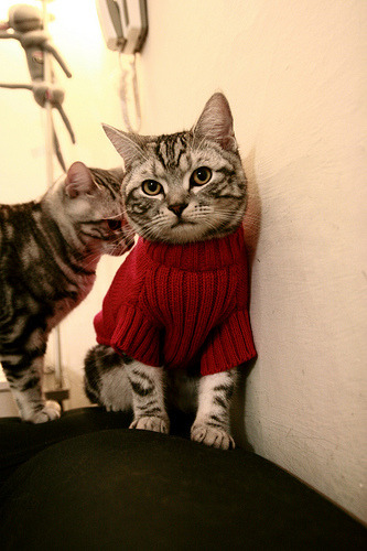 《《使命召唤》动作优化，性能提升玩家体验显著改善》，使命召唤效果