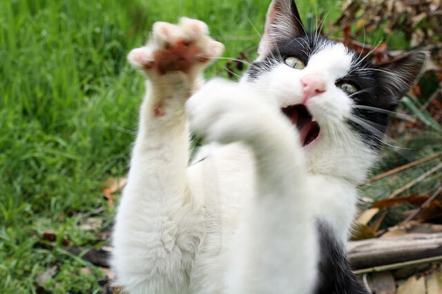 传奇教练战术解析：他们的“逆天”策略如何执行？，传奇主教练