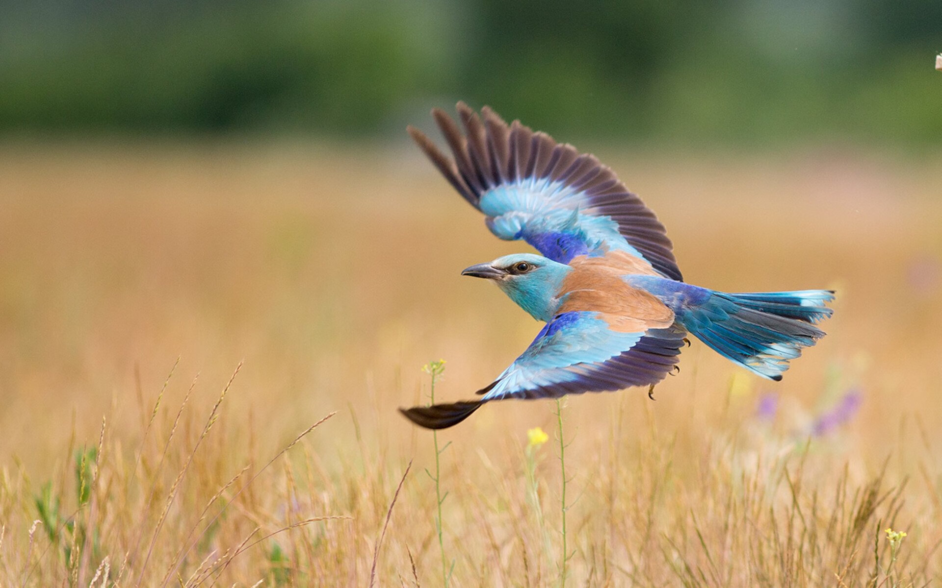 全球电竞巡回赛多国战队焕发新活力，精彩不断，全球电竞总决赛