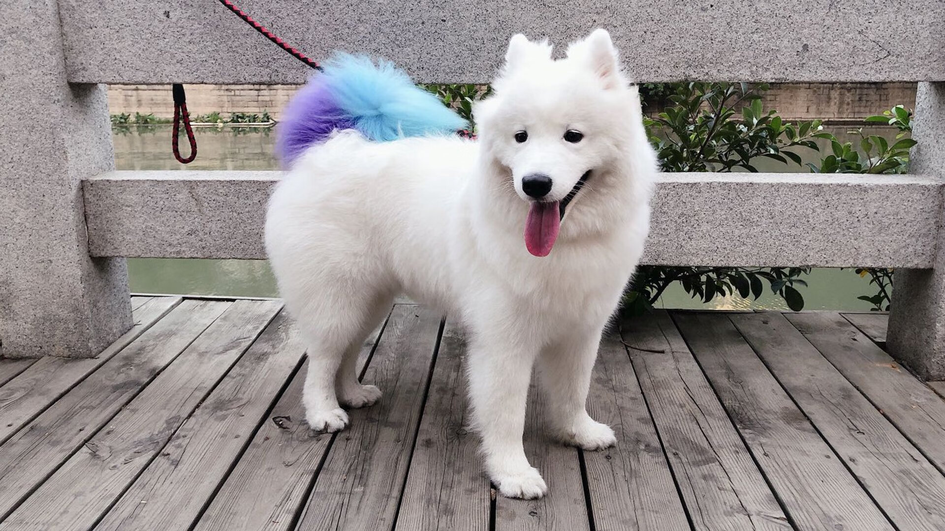 开云·体育官网APP下载-“意甲强队拼死一搏，最后冲刺进入关键期”，意甲阵容