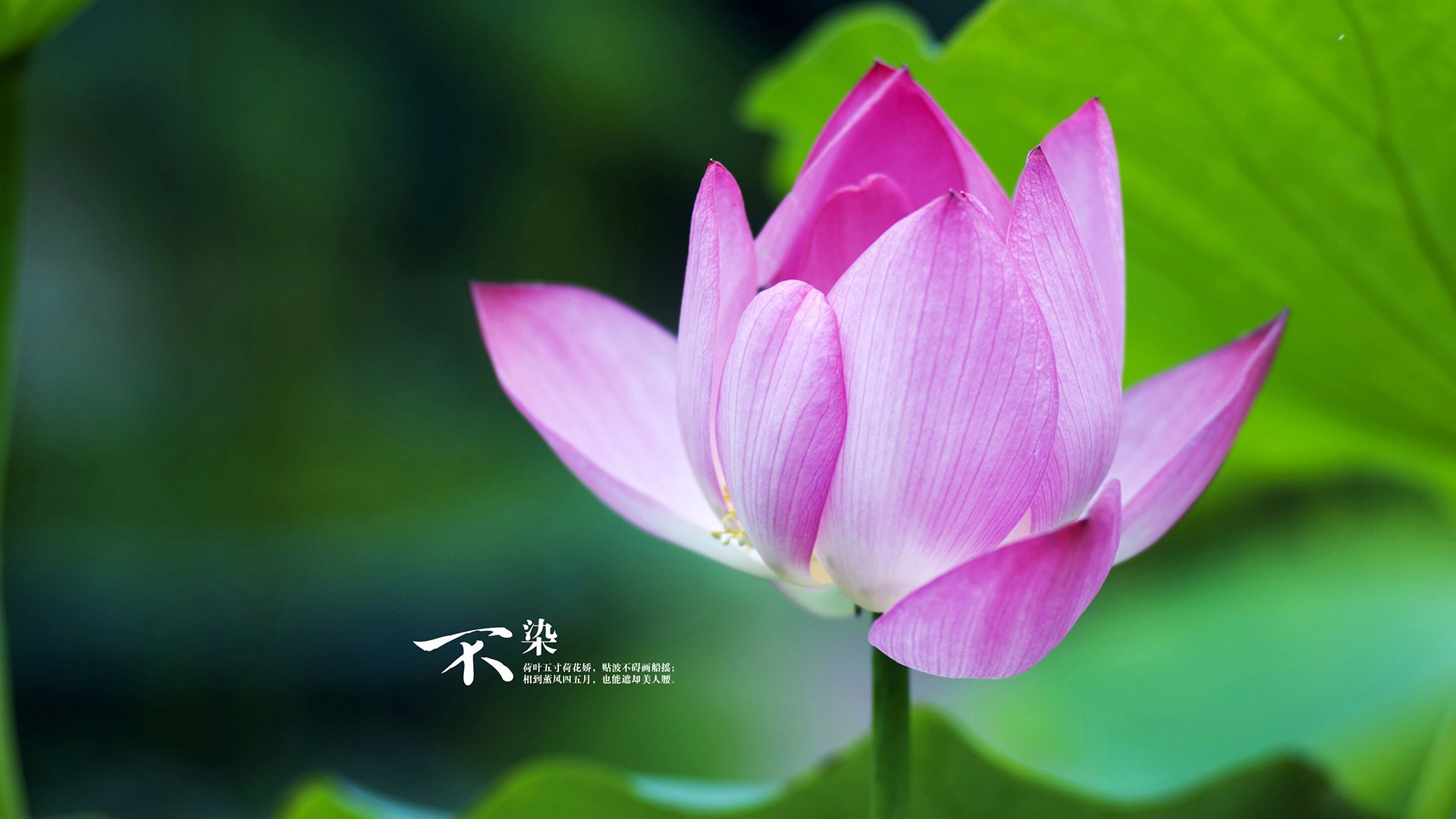 开云网页版登录入口-伊朗男排击败中国，三连冠加冕，伊朗男排接应